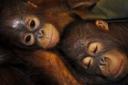 orangutan-babies.jpg